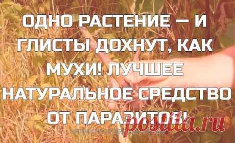 Завтрак, обед и ужин — это основное лекарство против любой болезни, включая болезни от паразитов.

При вскрытии человека после его смерти в кишечнике ползают и роятся полчища глистов: острицы, аскариды, бычий цепень, свиной цепень, описторхи, и целая армада глистов, которых мы вообще никогда не видели, после смерти они выползают буквально изо всех отверстий — так говорят врачи — патологоанатомы с огромным опытом работы.

Раньше это было секретная информация, но сейчас об э...