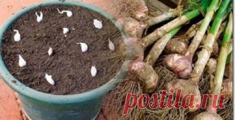 Não compre alho nunca mais - plante facilmente alho na sua casa com esta dica! | Cura pela Natureza