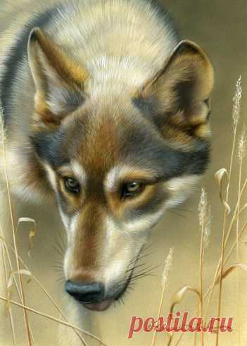 Молодой волк Живопись | Картины дикой природы и природы Ребекки Лэтэм