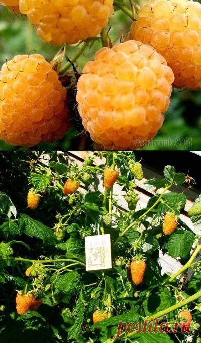 Оранжевое чудо-элита ремонтантной малины