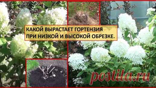Какой вырастает гортензия при низкой и высокой обрезке.Сравнение. | Мария Смольникова | Дзен