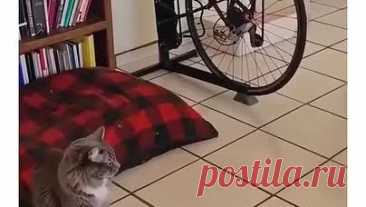 RostovGazeta.ru | Котейки повторяют все за своими кожаными🤣😻 | Дзен