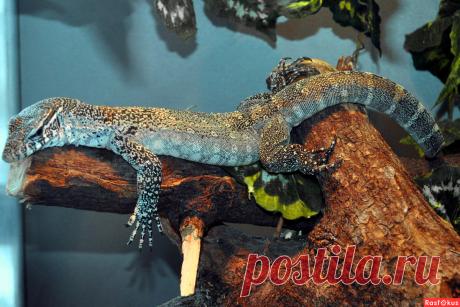 Фото: Кто такой?. Николай Попов. Фото животных - Фото и фотограф на Расфокусе.