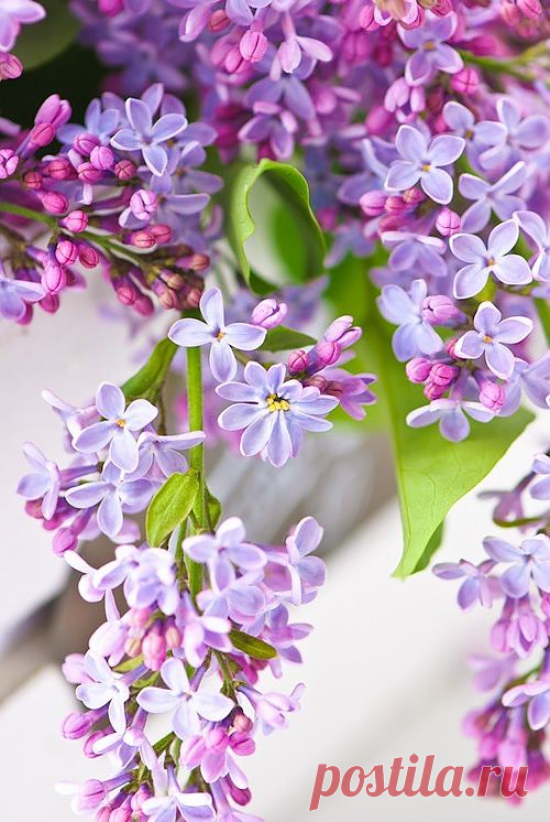 Lilac Flowers | Amazing Pictures - Amazing Pictures, Images, Photography from Travels All Aronud the World