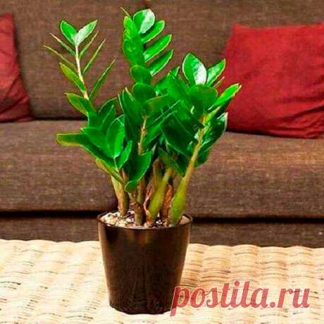 Комнатное растение Замиокулькас (Zamioculcas). Это редкое растение получило свое название благодаря своему внешнему виду, напоминающему растения из рода Замия. Толстые прямостоящие мясистые стебли замиокулькаса, покрытые глянцевыми яйцевидными листьями, сразу привлекают к себе внимание. Его родина - Восточная Африка, Занзибар, Мадагаскар. Высота растения в домашних условиях может достигать 1 м, хотя растет замиокулькас медленно.