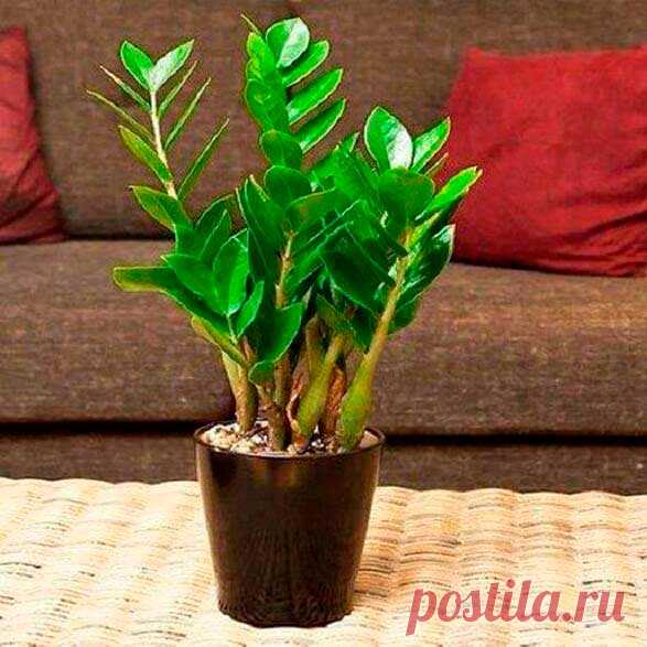 Комнатное растение Замиокулькас (Zamioculcas). Это редкое растение получило свое название благодаря своему внешнему виду, напоминающему растения из рода Замия. Толстые прямостоящие мясистые стебли замиокулькаса, покрытые глянцевыми яйцевидными листьями, сразу привлекают к себе внимание. Его родина - Восточная Африка, Занзибар, Мадагаскар. Высота растения в домашних условиях может достигать 1 м, хотя растет замиокулькас медленно.