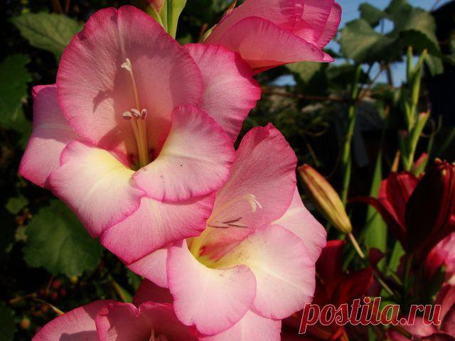 Гладиолусы- подготовка и посадка луковиц, правила, рекомендации.