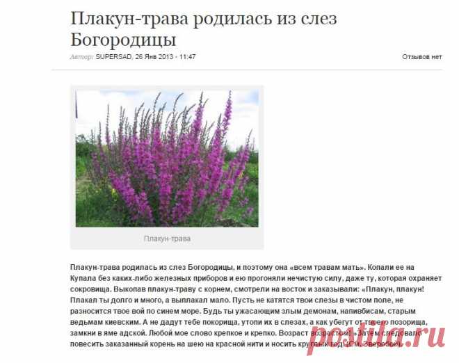 ЖЕНСКАЯ  ТРАВКА ОСТАНАВЛИВАЕТ КРОВОТЕЧЕНИЯ...  проверено....Плакун-трава родилась из слез Богородицы | СуперСадовник