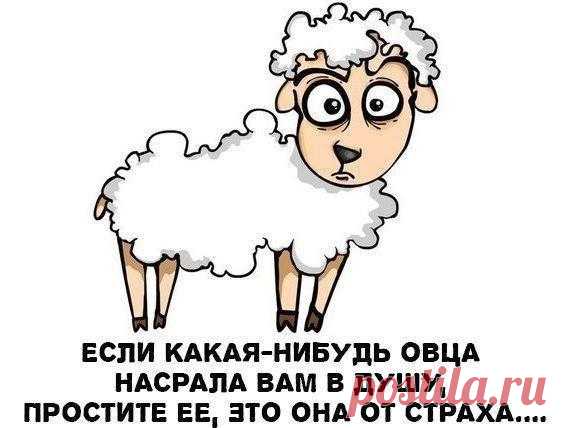 Овца...