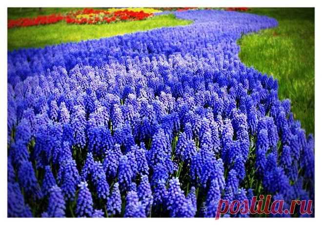 Мускари, Muscari, описание, уход