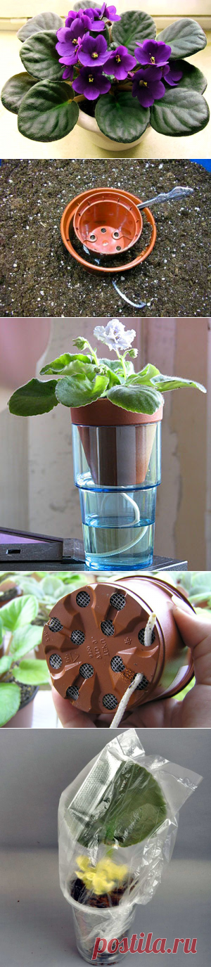 Как пересадить фиалку в домашних условиях, пошаговая инструкция, видео