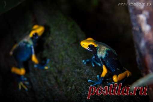 Роскошные, акварельные, сияющие пятнистые древолазы Тумукумаки (Dendrobates tinctorius tumucumaci). Как перед ними устоять? Мы в восхищении)))
#амфибии_в_зоокоме