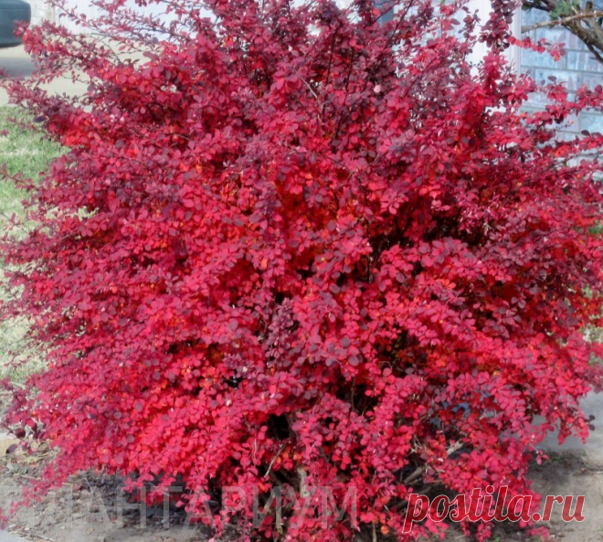 Краснолистные кустарники для контрастных композиций