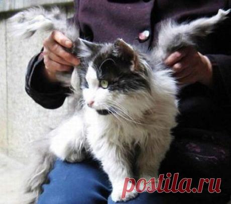 В Китае живет кот, у которого выросли крылья. Его хозяйка, пожилая женщина по имени Фенг, только диву дается — обычный представитель семейства кошачьих неожиданно для всех обзавелся двумя отростками, длина которых составляет около десяти сантиметров.