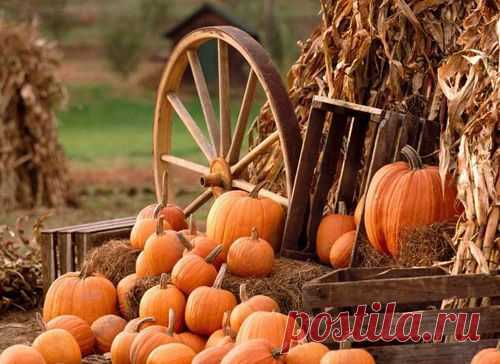 Как правильно выращивать тыкву? | «Страна советов»