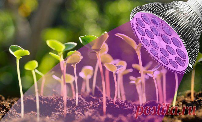 9 советов, как выбрать правильную светодиодную фитолампу для рассады | Технологии (Огород.ru)