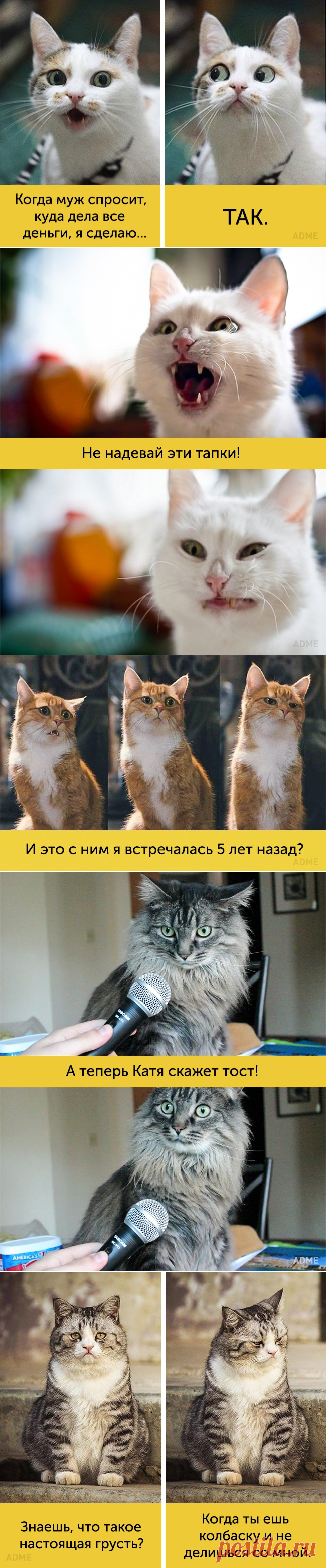 15 котов, мимике которых можно только позавидовать