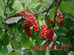 ЛИМОННИК (Schizandra chinensis) - многол. Морозостойкий. Растение «жизнедатель». Стимулирует сердечно-сосудистую систему, гипотония, сахарный диабет, снимает усталость, улучшает остроту зрения, увеличивает физическую выносливость.    1 пак. сем. - 35 руб.,    1 саж. - 200 руб.  (в контейнере), 6 саженцев – 600 руб. Вышлю каталог растений. Пишите на kippiep@mail.ru