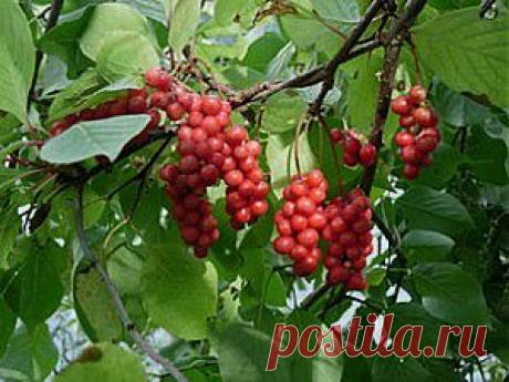 ЛИМОННИК (Schizandra chinensis) - многол. Морозостойкий. Растение «жизнедатель». Стимулирует сердечно-сосудистую систему, гипотония, сахарный диабет, снимает усталость, улучшает остроту зрения, увеличивает физическую выносливость.    1 пак. сем. - 35 руб.,    1 саж. - 200 руб.  (в контейнере), 6 саженцев – 600 руб. Вышлю каталог растений. Пишите на kippiep@mail.ru