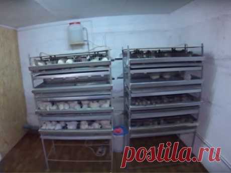 Я - фермер. Обзор перепелятника.