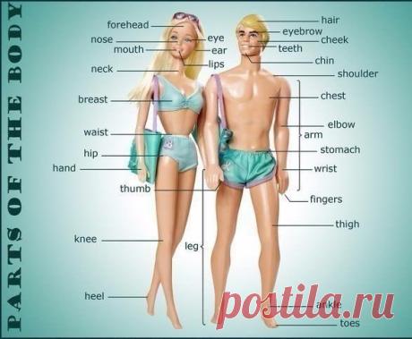 Idioms Connected with a Part of the Body / Неформальный Английский