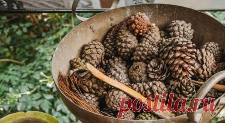 Как высушить сосновые шишки для новогодних поделок . Милая Я
