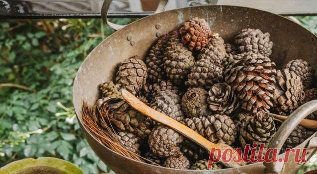 Как высушить сосновые шишки для новогодних поделок . Милая Я