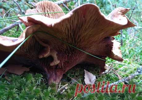 Так ядовиты ли коровники? | На природе, во саду и в огороде | Яндекс Дзен