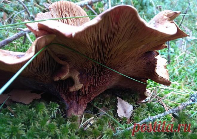 Так ядовиты ли коровники? | На природе, во саду и в огороде | Яндекс Дзен