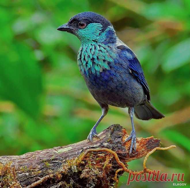 Tángara Capirotada - Tangara heinei-Black- Capped Tanager Explore eduardolago1's photos on Flickr. eduardolago1 has uploaded 941 photos to Flickr.