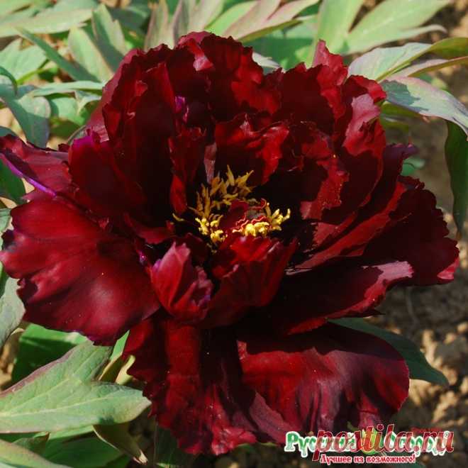 Пион древовидный Хатцугарасу купить по лучшим ценам в Москве