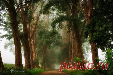 Google+