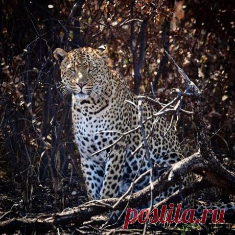 Дикие животные Африки на снимках Стивена Довера