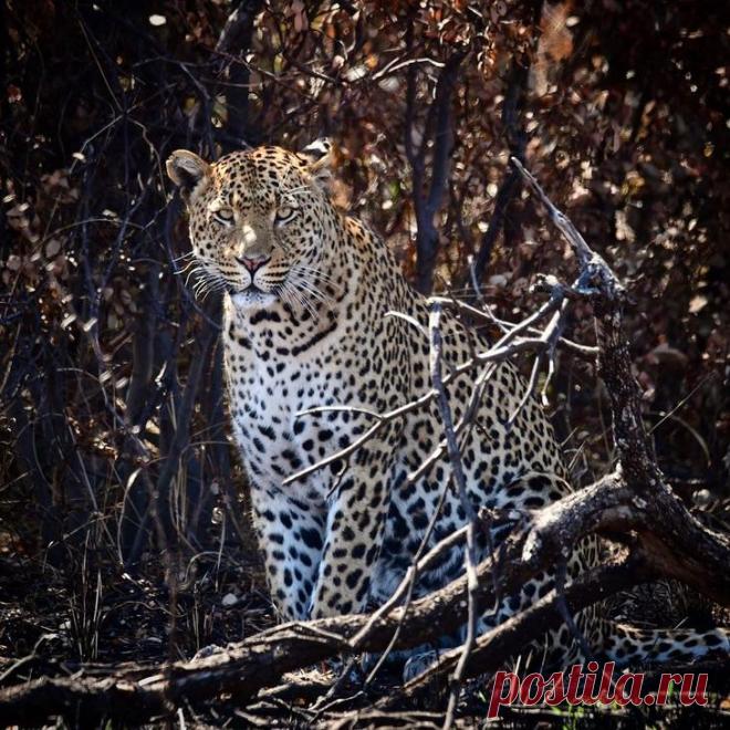 Дикие животные Африки на снимках Стивена Довера