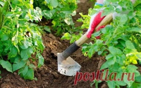 Когда надо окучивать картофель в первый раз