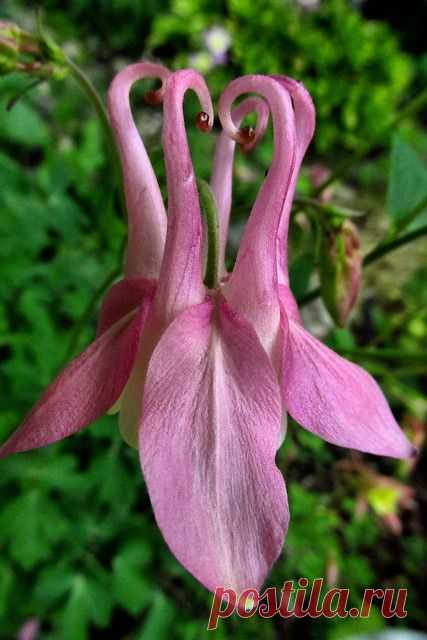 (10) Pinterest