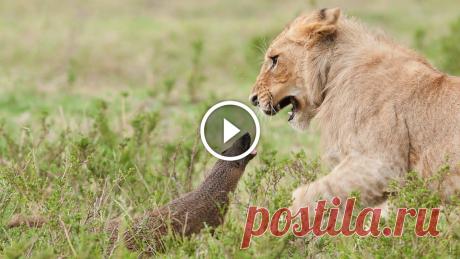 Lion Vs Mongoose: Mongoose Fends Off Four Lions
