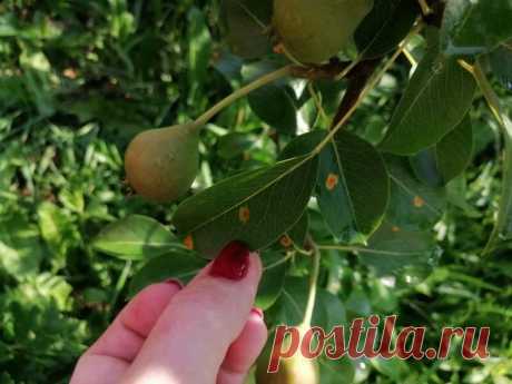 Ржавчина груши: определяем проблему и находим решение | Огородные подсказки Пульс Mail.ru В сегодняшней статье поговорим о такой проблеме, как ржавчина груши. Если вы заметили, что листья на ваших плодовых деревьях начали опадать, а с обратной их стороны появились характерные наросты...