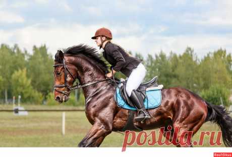 Фото: Конкур. Фотограф Сан Саныч. Спорт - Фотосайт Расфокус.ру
