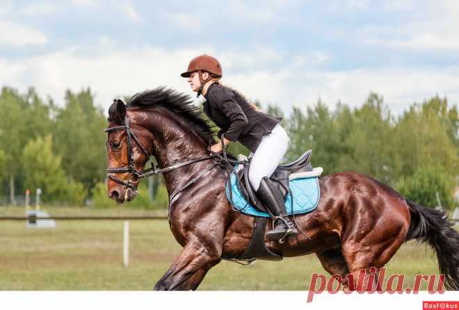 Фото: Конкур. Фотограф Сан Саныч. Спорт - Фотосайт Расфокус.ру