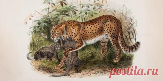 Дикие кошки Даниэля Жиро Эллиота. Заглядываем в «Монографию о Felidae» Даниэль Жиро Эллиот. Иллюстрация из книги «Монография о Felidae, или Семейство кошачьих». XIX век. Государственный Дарвиновский музей. Львы, тигры и ягуары, нарисованные полтора века назад художниками