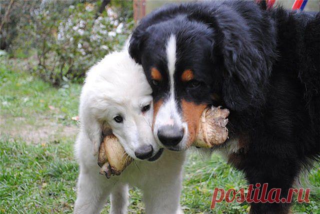 мы ее будем жрать или ходить?