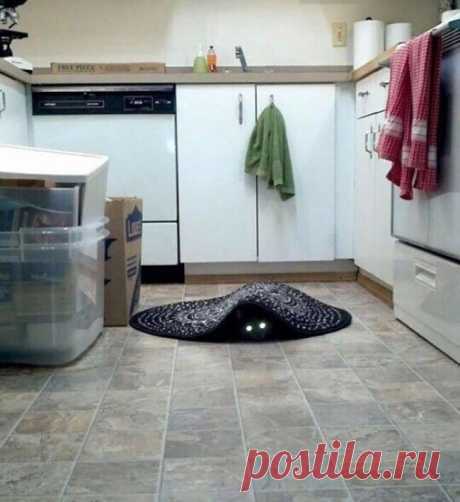 Коты — приспешники дьявола. Но это не точно — Убойный юмор