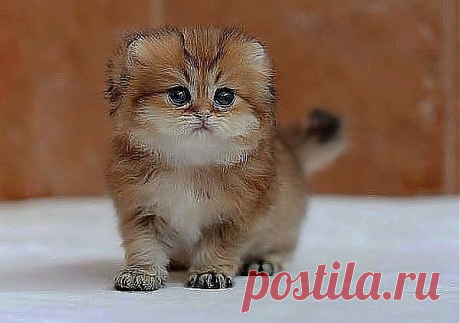 Группа: Мысли вслух