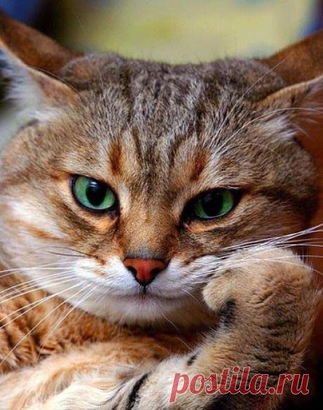 cuneyt kurun
32 года, Россия, г. Шахты (Ростовская область)
все его фото