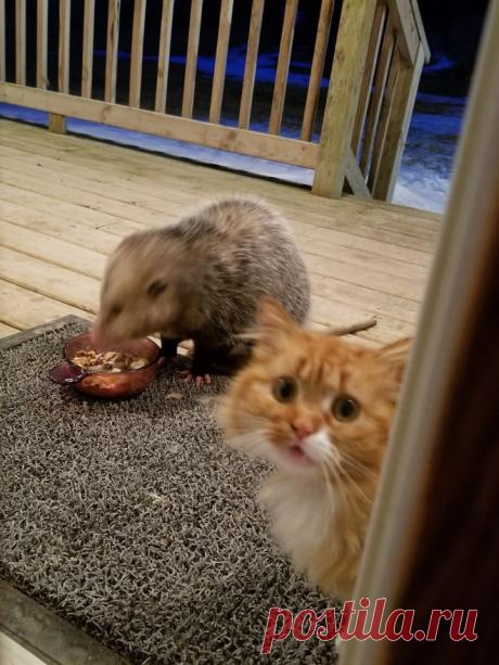 Реакция этого котика на опоссума, нагло пожирающего его еду, бесценна! И она становится всё более эмоциональной с каждым кадром