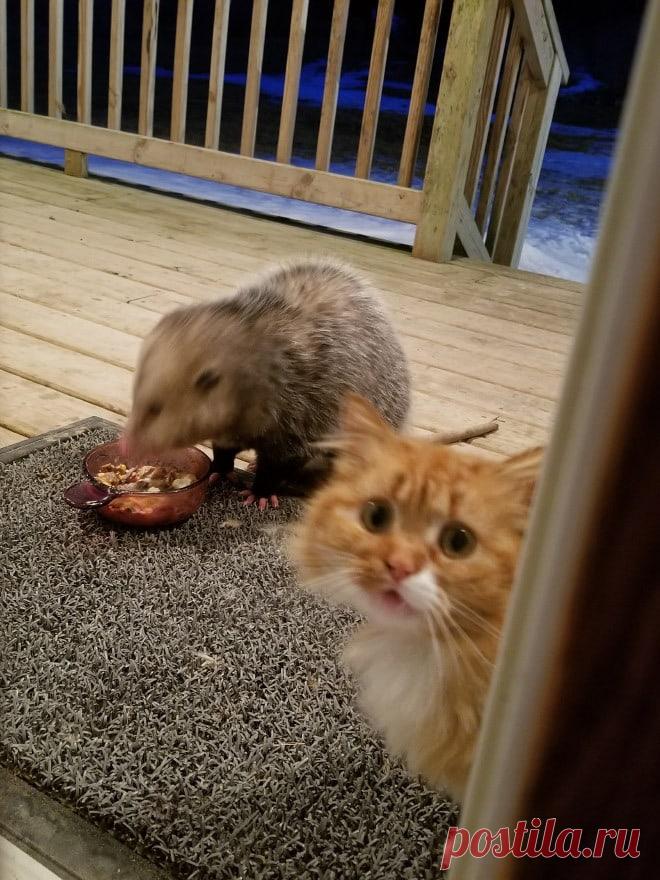 Реакция этого котика на опоссума, нагло пожирающего его еду, бесценна! И она становится всё более эмоциональной с каждым кадром