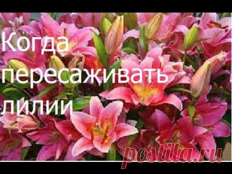 Когда пересаживать лилии. - YouTube