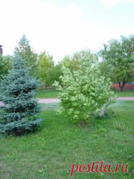 Скачать 240x320 Деревья, ель, куст, трава, лето обои, картинки Mobile Phone 240x320