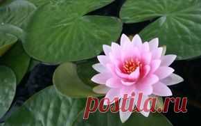 Цветы обои на рабочий стол - страница 47